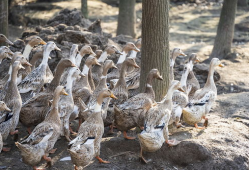 老鸭视频,揭秘短视频时代的魅力与挑战