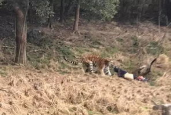 宁波老虎咬人视频全程,宁波老虎咬人事件全程回顾