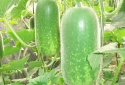 文安吃瓜爆料视频大全,视频大全带你领略网络热点风云